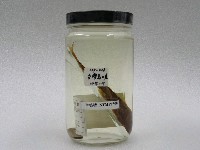 藏品(臺灣鬚鱲)的圖片